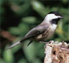 bf_birdchickadee2.jpg